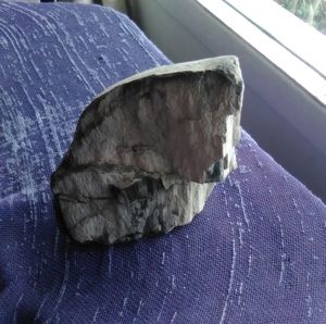 Petrified wood / rocks